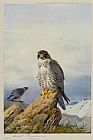 Archibald Thorburn Canvas Paintings - Gyr Falcon